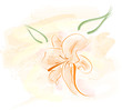 Lily illustration Lily illustration