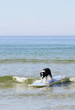 dog is surfing by himself