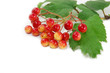 red wild berries isolated on white