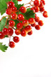 red wild berries isolated on white