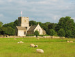 field with sheep field with sheep
