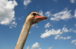 Head ostrich