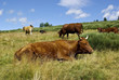 Vaches