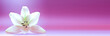 flower banner