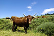 Vache
