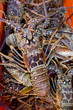Recently caught lobster Recently caught lobster