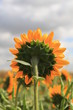 tournesol - dos