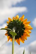 tournesol vers le soleil
