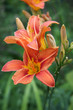 lily
