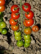 Tomates cerises