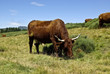 Vache