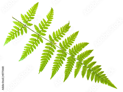 Single green fern leaf against