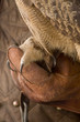 hibou grand-duc