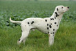 Dalmatien
