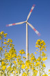 Foto: Windrad hinter Rapsblüten Windrad hinter Rapsblüten