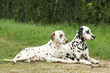 Couple de Dalmatien