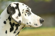 Dalmatien