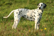 Dalmatien