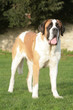 Saint Bernard Saint Bernard