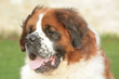 Saint Bernard
