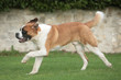 Saint Bernard en course