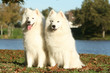 Couple de samoyede