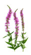 Lythrum salicaria Purple loosestrife