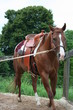 Longieren 3