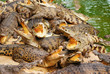 Crocodiles