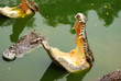 Crocodile