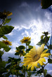 Low angle shot of sunflowers in bloom. Low angle shot of sunflowers in bloom.