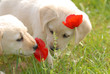 Welpen riechen an Mohnblume