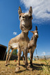 Donkeys