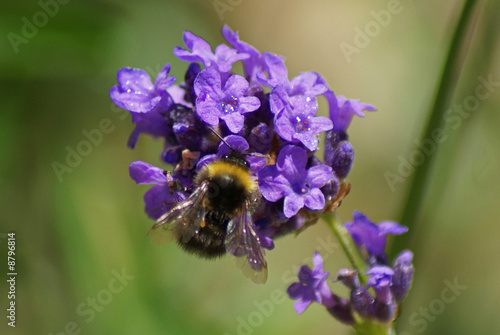 Photo: Bumble bee Bumble bee