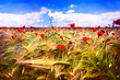 Yellow field under blue sky and white clouds. Yellow field under blue sky and white clouds.