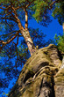 pine - tree on the rock