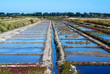 MARAIS SALANT