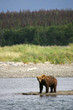 Grizzly bears fishing for salmon, Katmai NP, Alaska Grizzly bears fishing for salmon, Katmai NP, Alaska