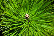 detail of pine