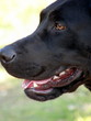 Labrador Labrador