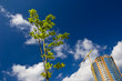 Green tree and growing building Green tree and growing building