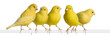 Flock of Yellow canary Flock of Yellow canary