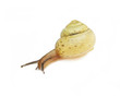 Snail