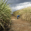 Sugarcane field Sugarcane field