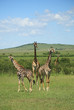 Three giraffe stood together in Kenya Africa.