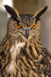 hibou