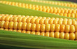maize cob detail between green leaves