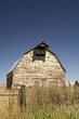 Barn in the mist of a wheat field under a puffy cloud blue sky