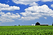 Rural summer landscape with green corn field and a farm Rural summer landscape with green corn field and a farm