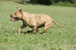 Chien American Staffordshire en course